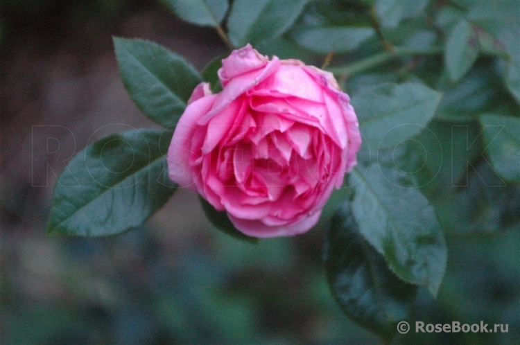 La Rose de Molinard ®