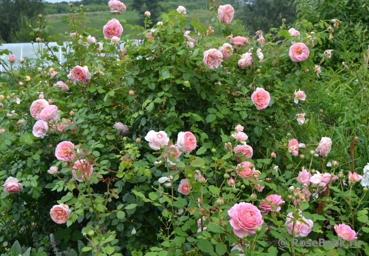 Abraham Darby