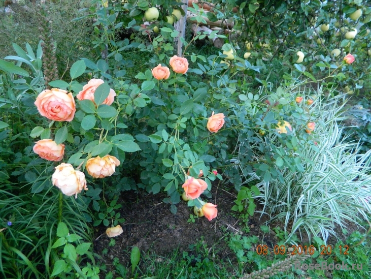 Lady of Shalott 