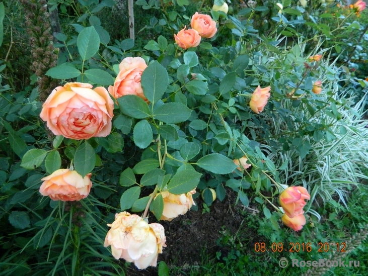 Lady of Shalott 