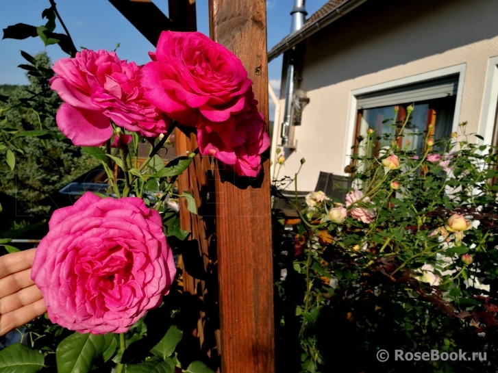 Johann Wolfgang von Goethe Rose®