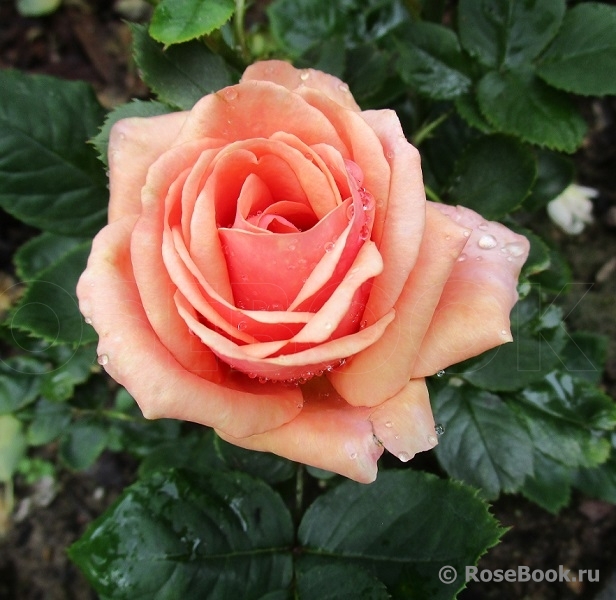 Stefanie´s Rose 