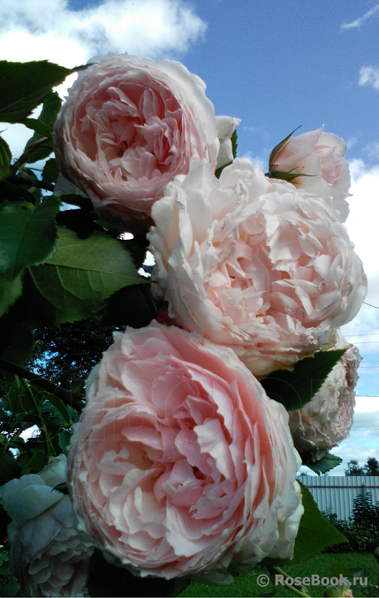 The Wedgwood Rose