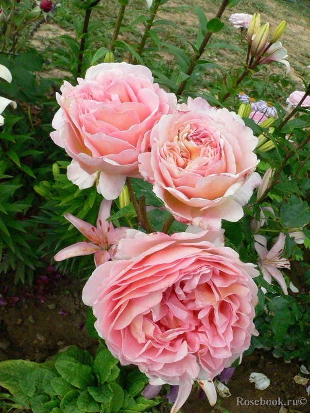 Abraham Darby