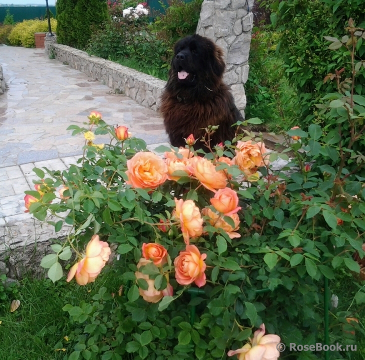 Lady of Shalott 