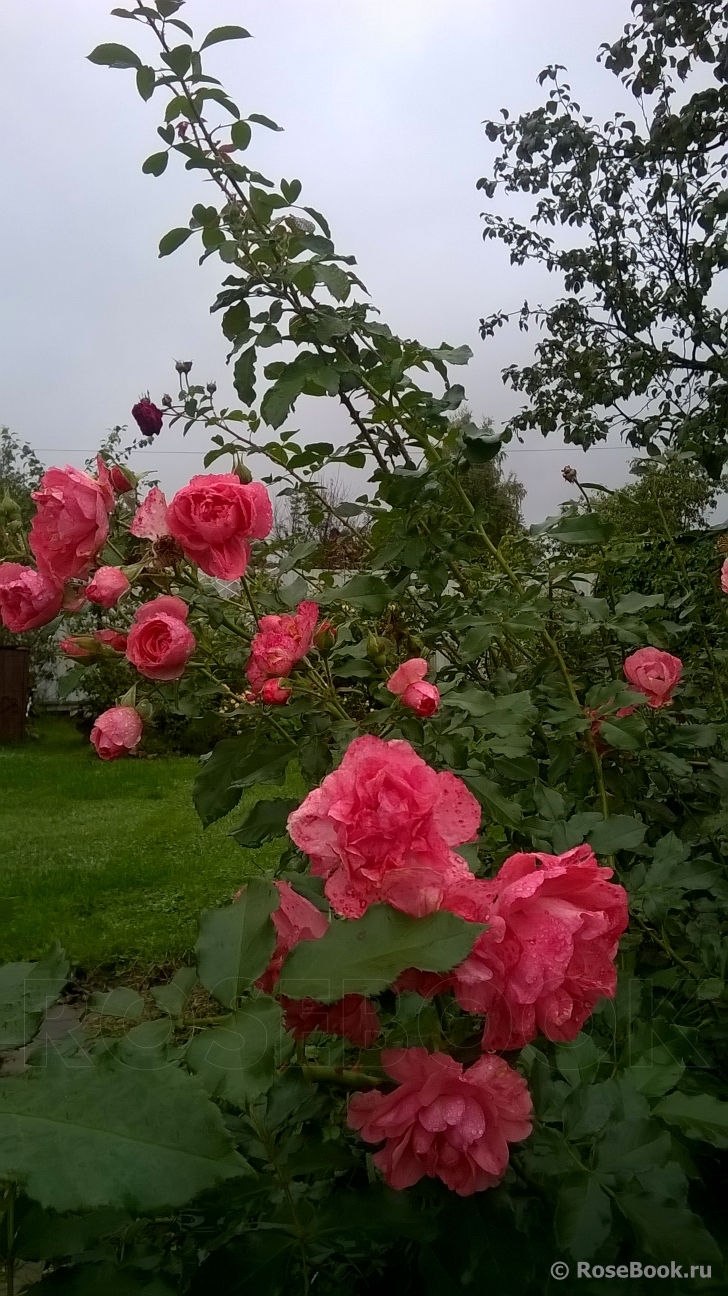 Jardins de France 