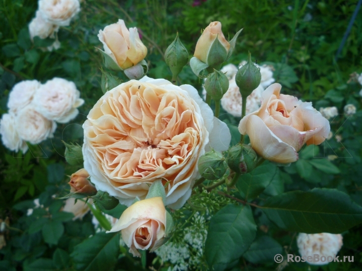 Crown Princess Margareta®