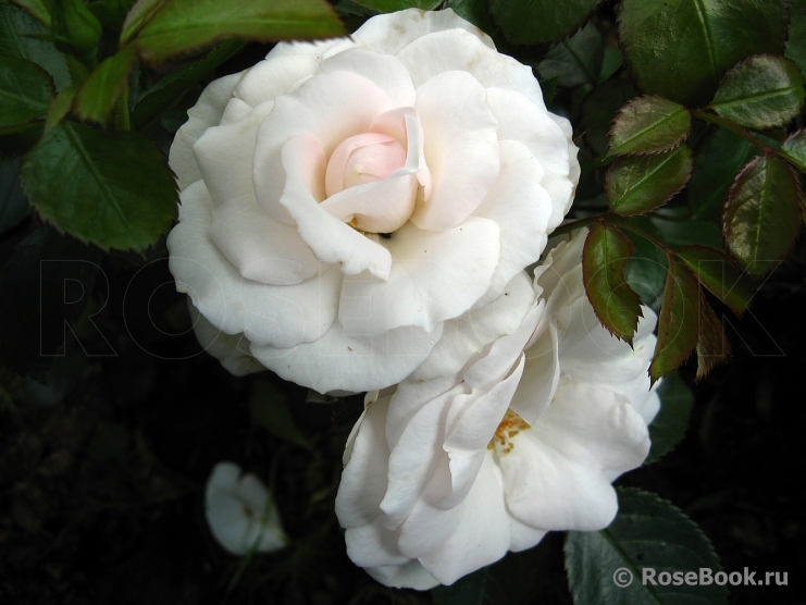 Aspirin Rose