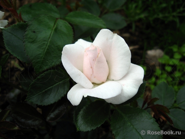 Aspirin Rose