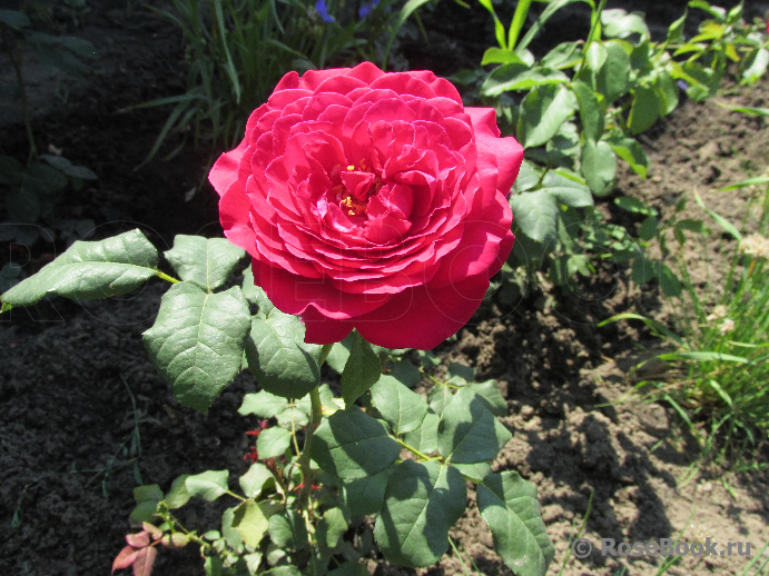 Johann Wolfgang von Goethe Rose®