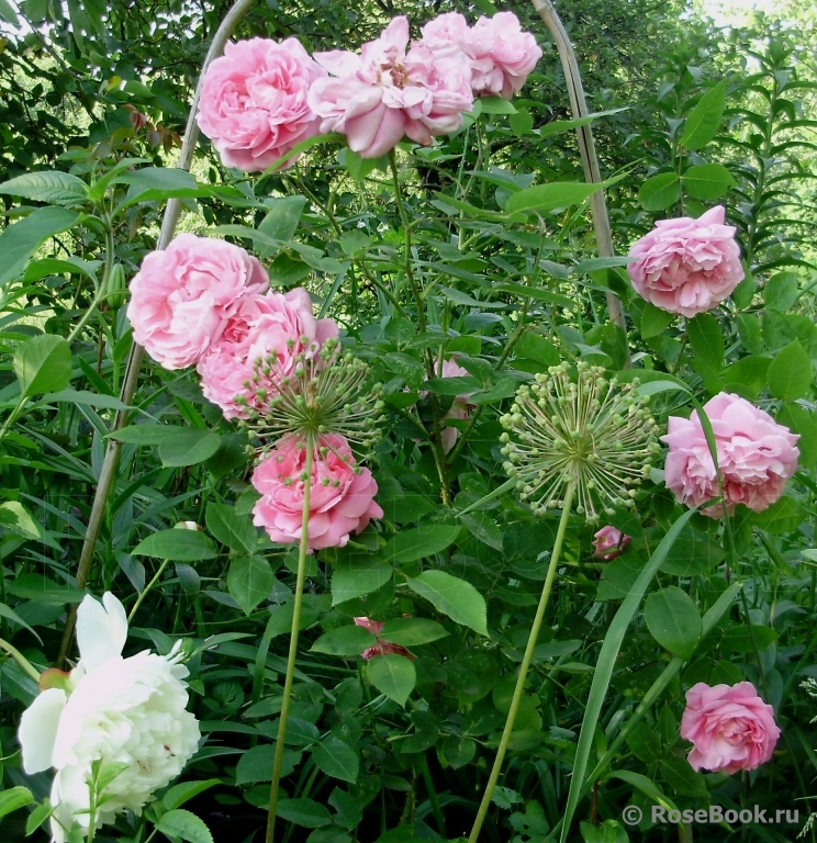 La Rose de Molinard ®