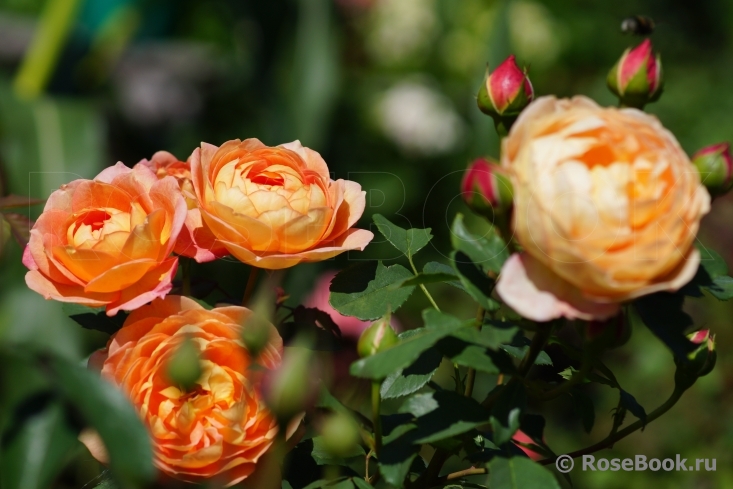 Lady of Shalott 