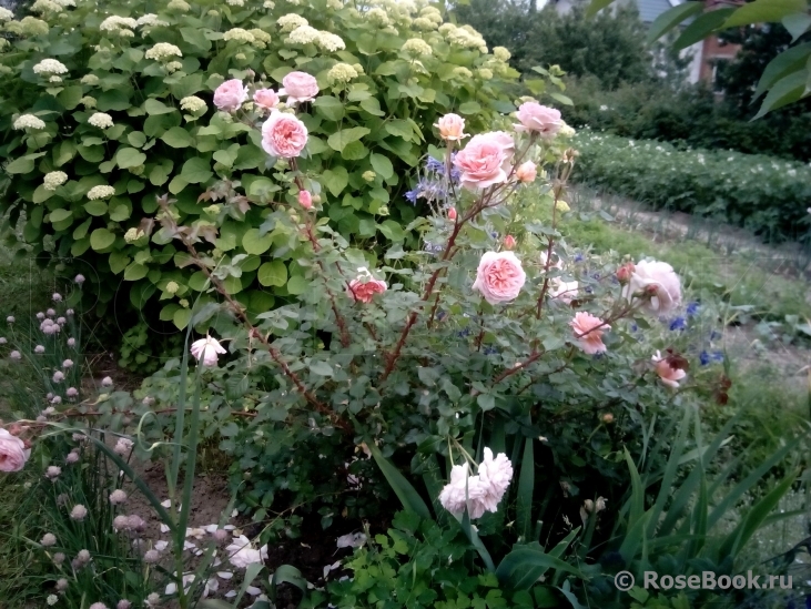 Abraham Darby