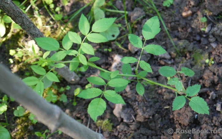 Rosa canina 'Pfanders'