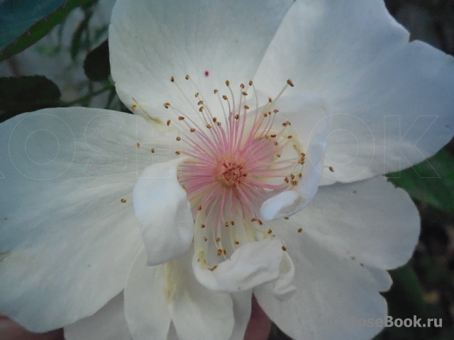 Jacqueline du Pre 