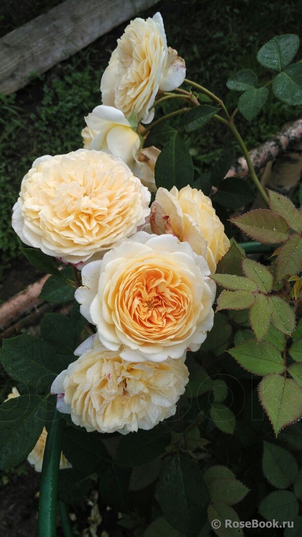 Crown Princess Margareta®