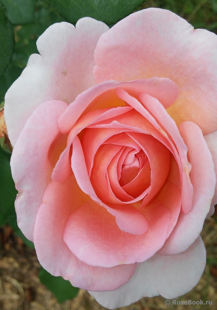 Abraham Darby