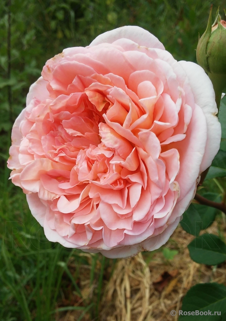 Abraham Darby