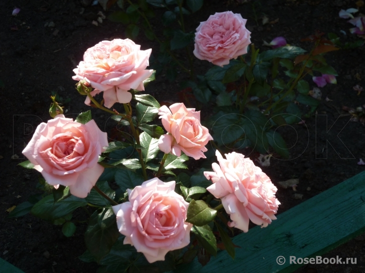 La Rose de Molinard ®