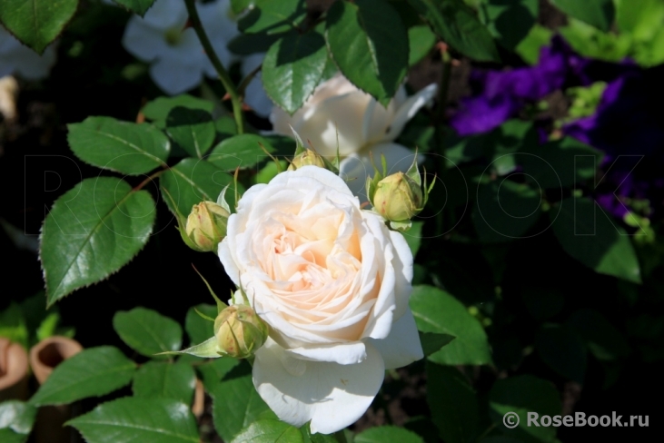 Crocus Rose® 