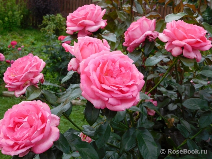 La Rose de Molinard ®