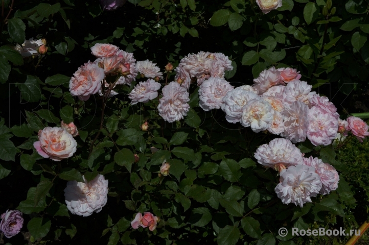 Pink Gruss an Aachen