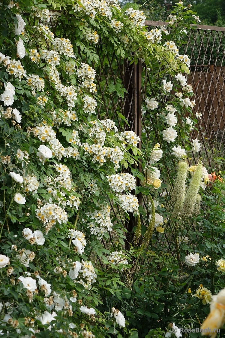 Himalayan musk rose