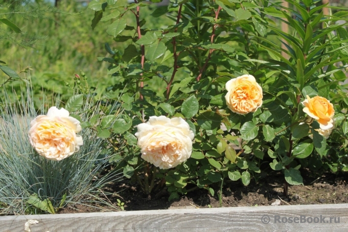 Crown Princess Margareta®