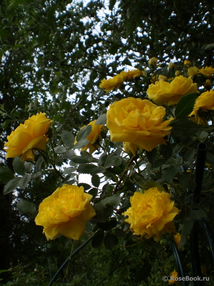 Persian Yellow