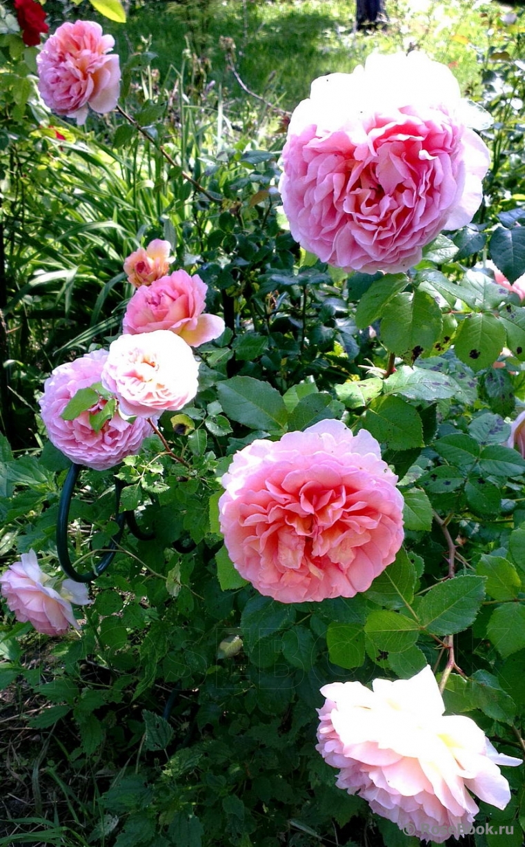 Abraham Darby