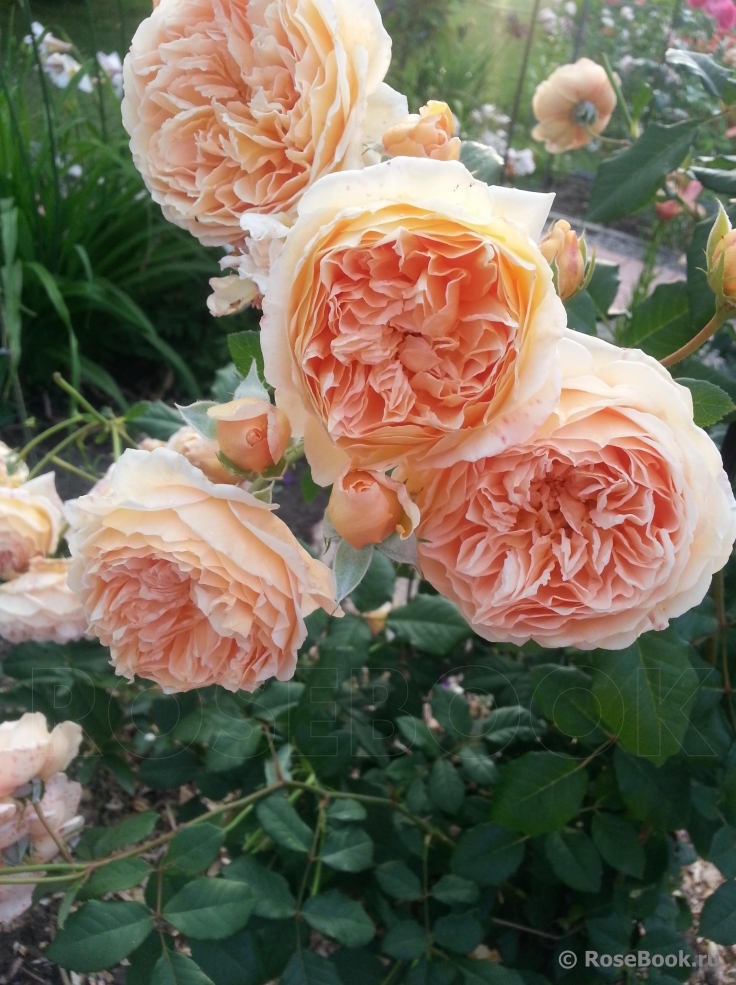 Crown Princess Margareta®