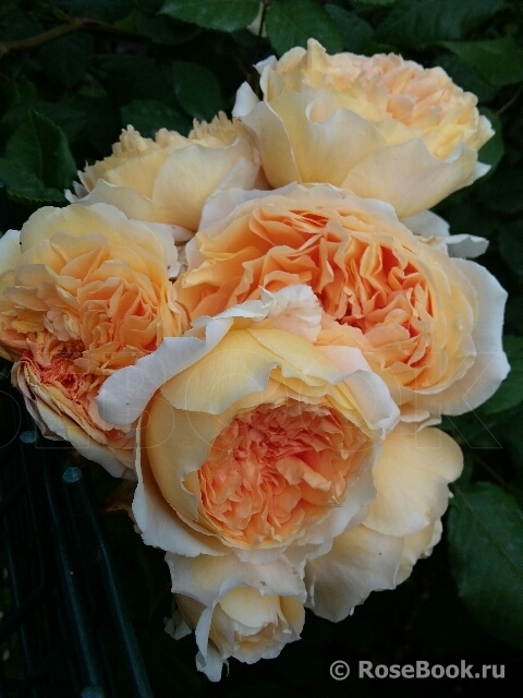 Crown Princess Margareta®