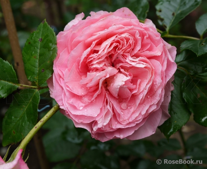 Au Bonheur des Dames®  