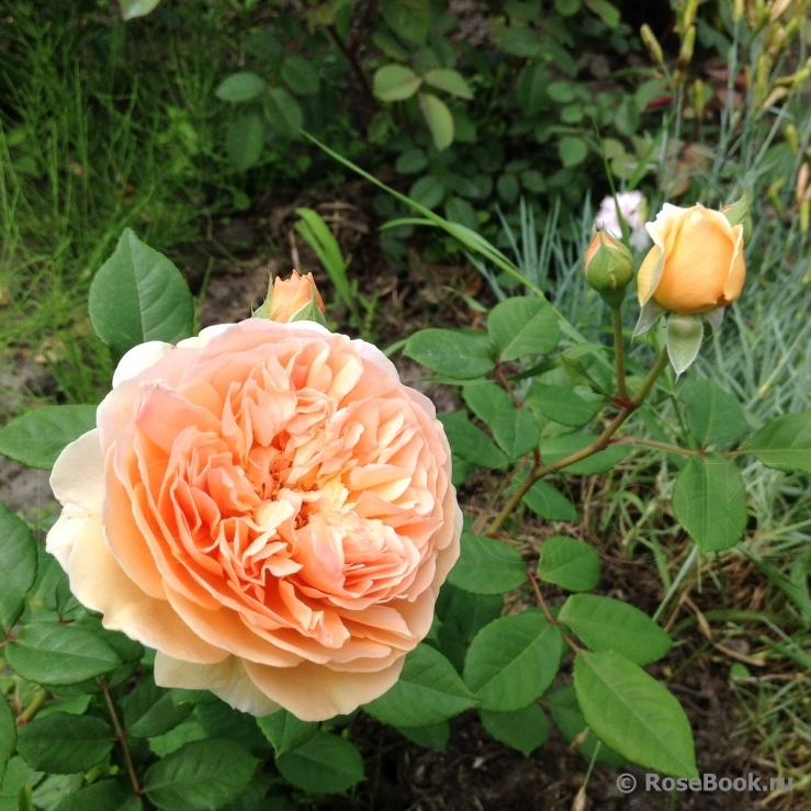 Crown Princess Margareta®