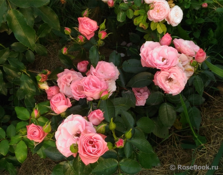 Bouquet de Mariee