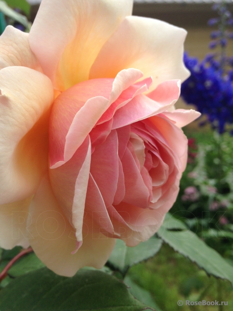 A Shropshire Lad