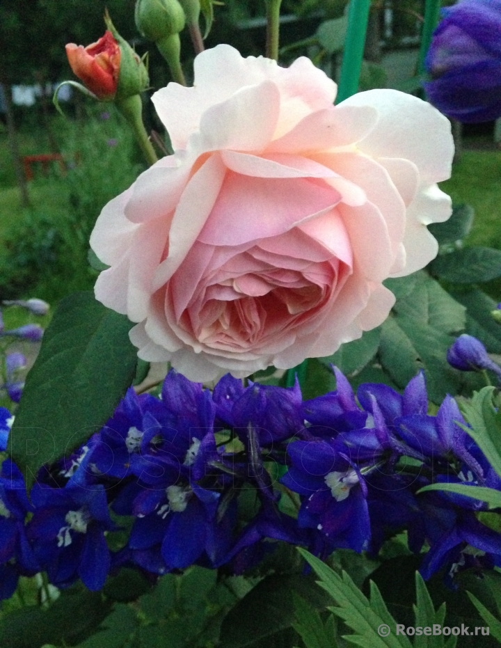 A Shropshire Lad