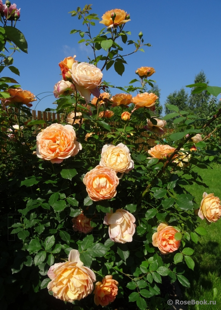 Lady of Shalott 