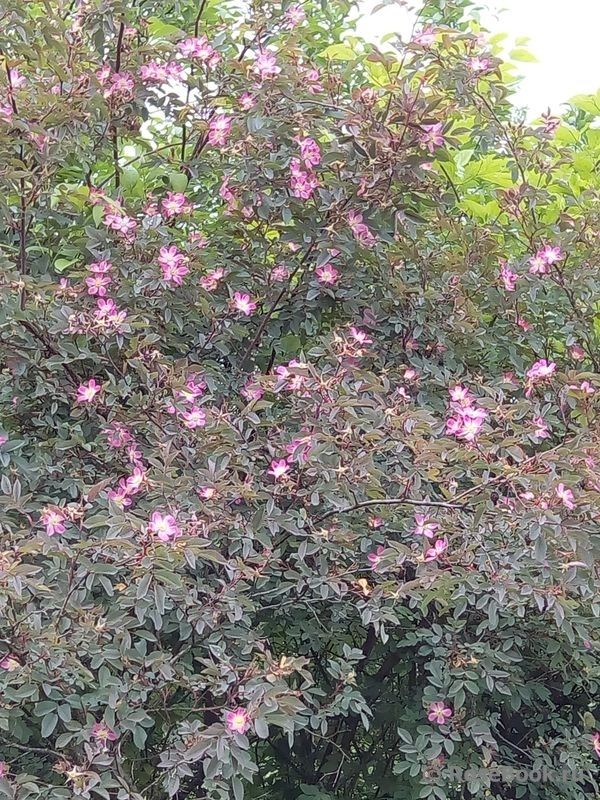 Rosa glauca 