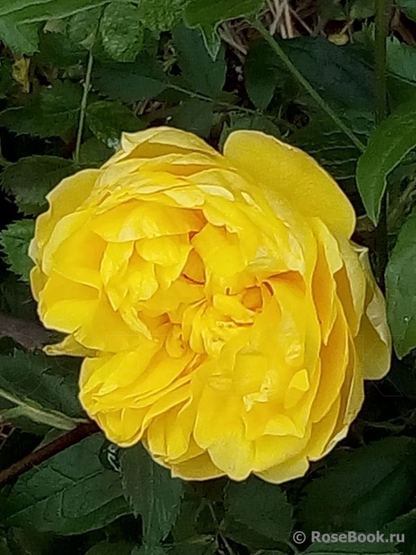 Persian Yellow