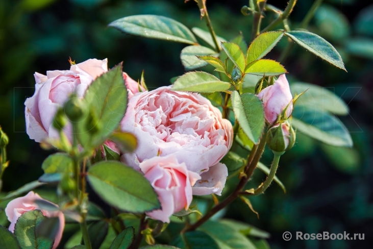 The Alnwick Rose