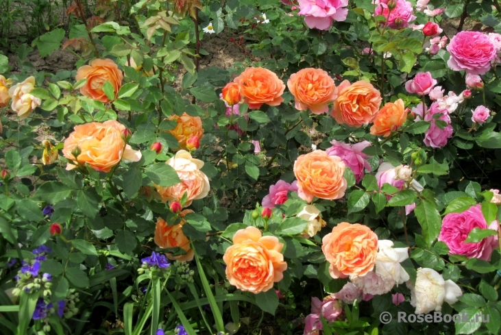 Lady of Shalott 