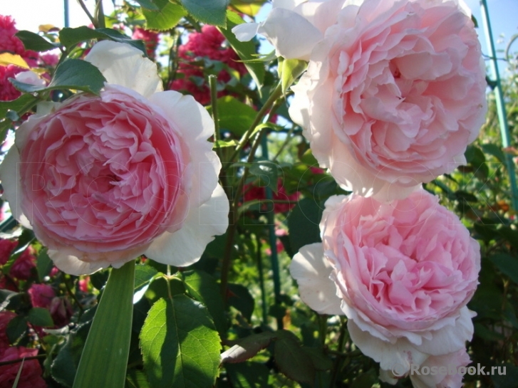 The Wedgwood Rose