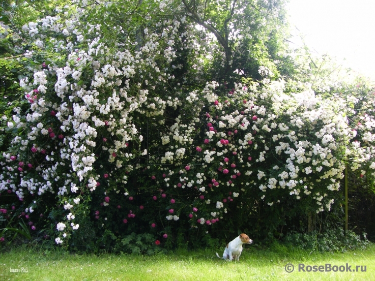 Paul’s Himalayan Musk 