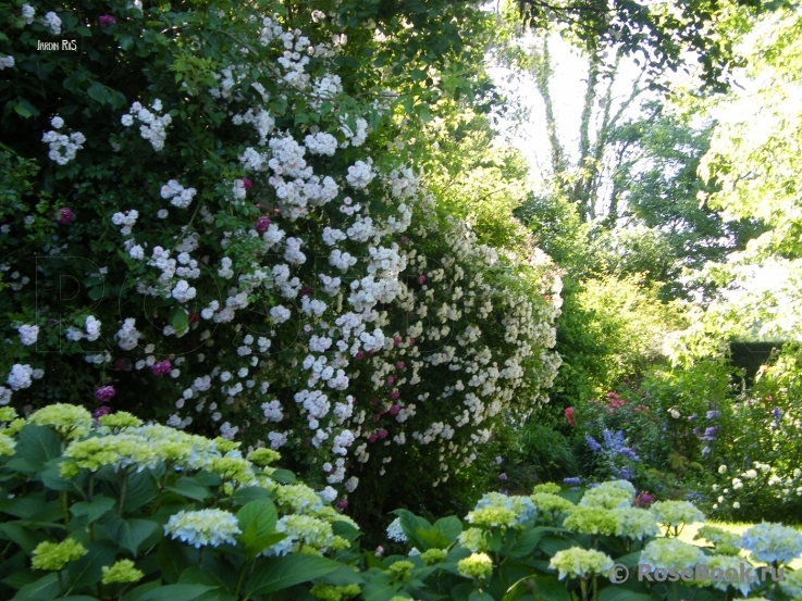 Paul’s Himalayan Musk 