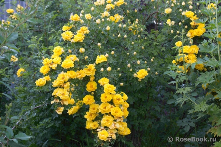 Persian Yellow