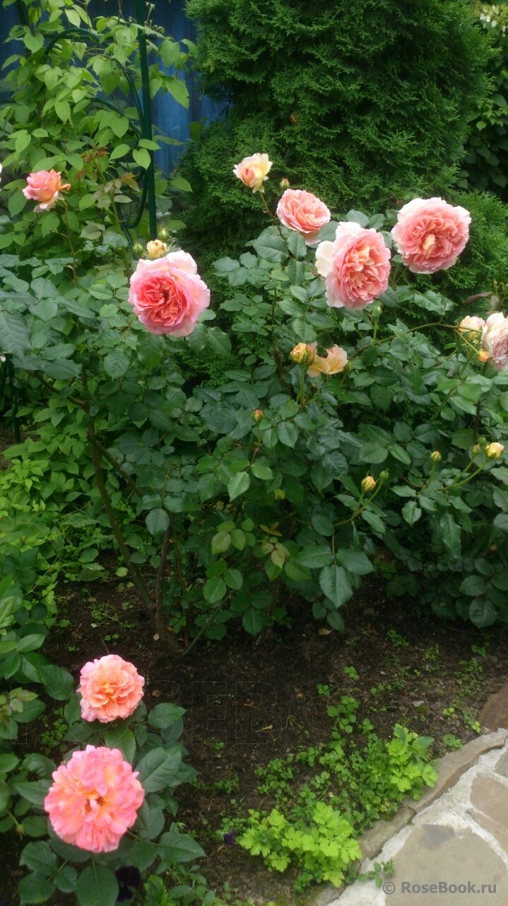 Abraham Darby