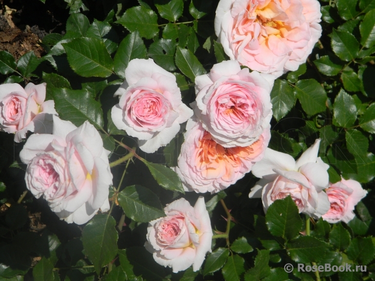 Abraham Darby