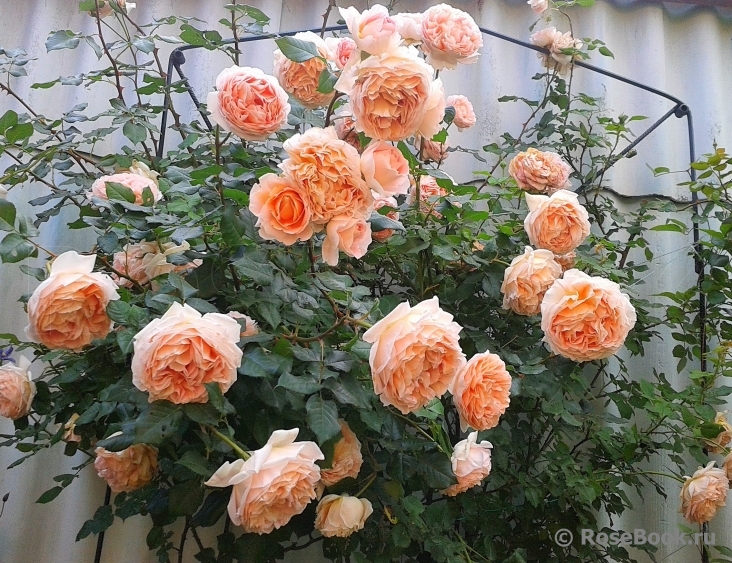 Abraham Darby