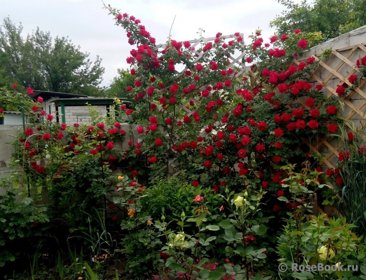 Paul's Scarlet Climber 